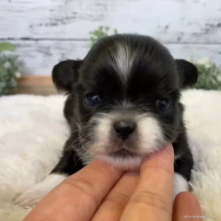 ID：2411-00713の子犬