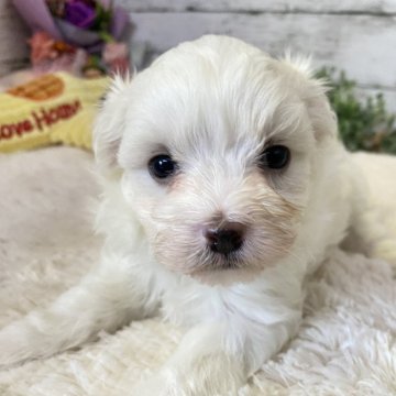 ミックス(ビションフリーゼ×マルチーズ)【群馬県・女の子・2024年9月22日・ホワイト】の写真「離乳食もりもり食べてます♡」