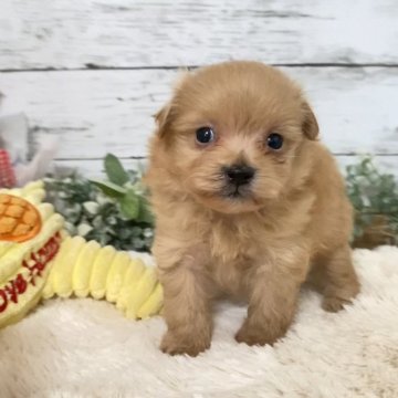 ポメプー(トイプードル×ポメラニアン)【群馬県・男の子・2024年9月14日・クリーム】の写真「9日まで掲載✨人懐こいマイペースな男の子✨」