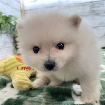 ポメラニアン【群馬県・男の子・2024年3月12日・クリーム】の写真「もふもふ✨白くまみたいなクリーム色のイケメンくん✨」