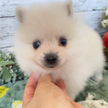 ポメラニアン【群馬県・男の子・2024年7月20日・クリーム】の写真「とっても元気で甘えん坊♡」