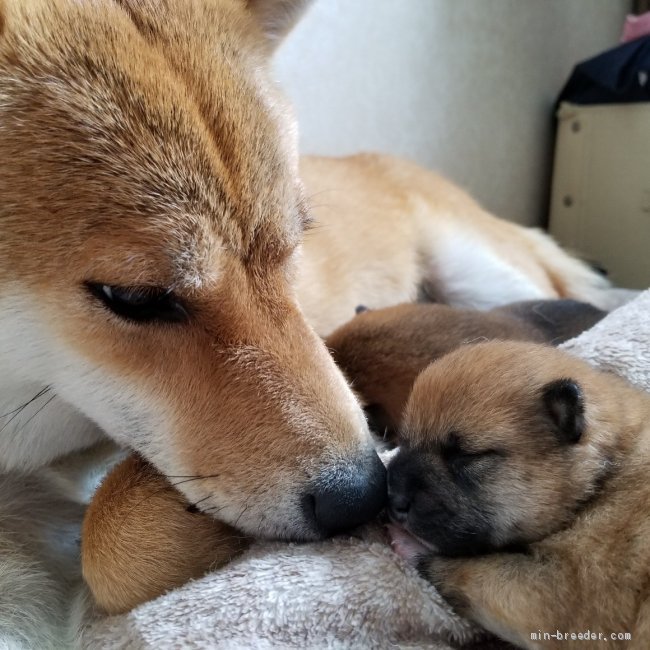 初めての出産では３匹のかわいい子を産みました。｜福田　政義(ふくだ　まさよし)ブリーダー(北海道・柴犬・日本犬保存会登録)の紹介写真2