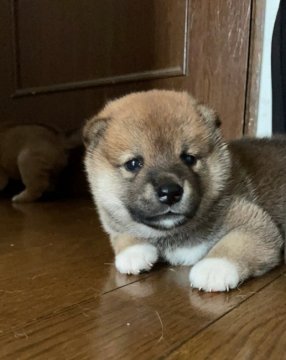 柴犬(標準サイズ)【北海道・女の子・2021年7月2日・赤柴】の写真「ふんわりもこもこのおっとり系女の子です」