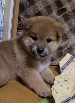 柴犬(標準サイズ)【北海道・男の子・2021年7月2日・赤柴】の写真「柴犬らしいマイペース君人が大好きです」