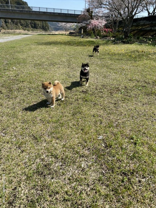 石川理香ブリーダー