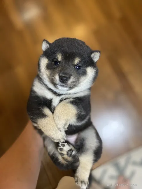 タカユキ 様のお迎えした子犬
