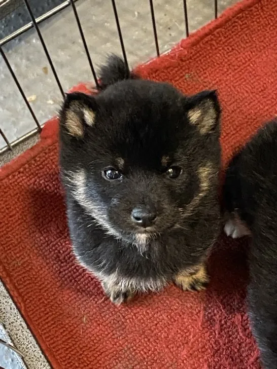 ID:2101-03176の子犬