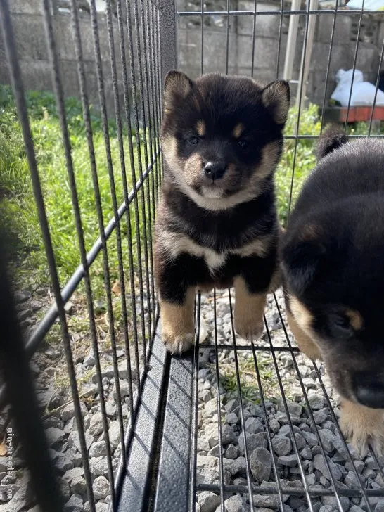 ID:2104-02416の子犬