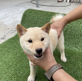 柴犬(豆柴)