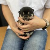 柴犬(豆柴)