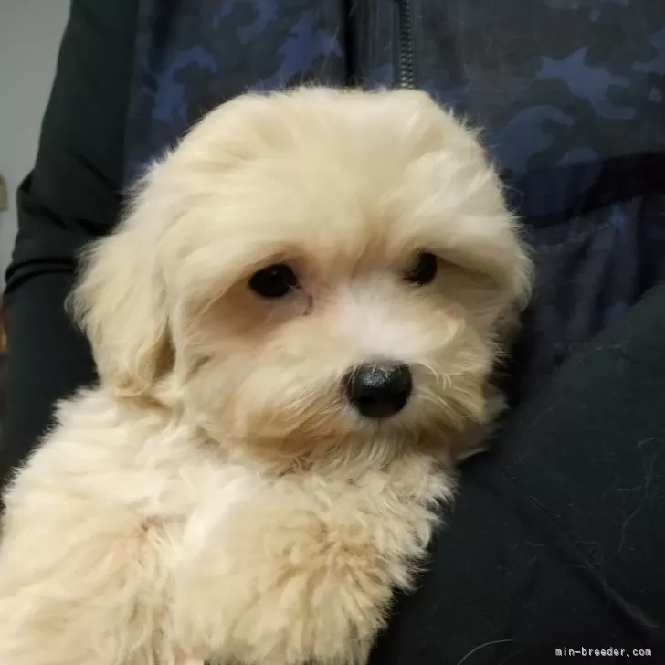 ID：2407-06557の子犬