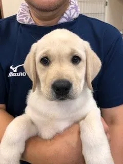 ID:2108-03680の子犬