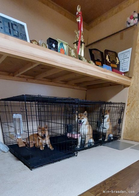 納屋を改築し犬舎にいたしました。完全に室内飼育でエアコン完備の中で暮らしております。｜橋本　みどり(はしもと　みどり)ブリーダー(茨城県・柴犬・日本犬保存会登録)の紹介写真2