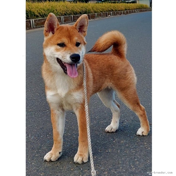 柴犬【茨城県・男の子・2025年4月29日・赤】元気いっぱいな