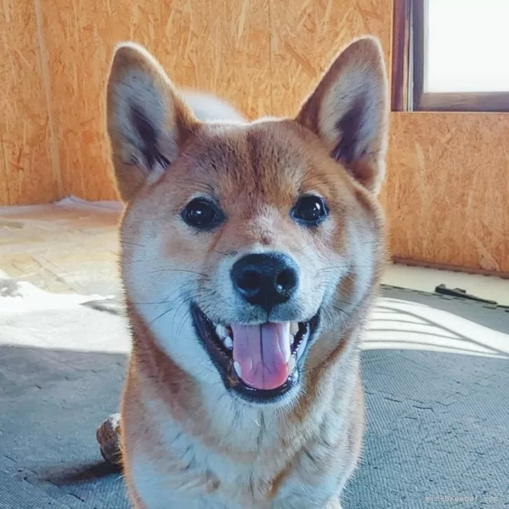 A.K 様のお迎えした子犬