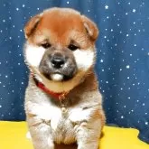 柴犬(標準サイズ)