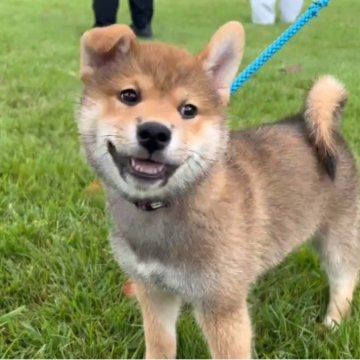 柴犬(標準サイズ)【茨城県・男の子・2024年7月1日・赤】の写真「まん丸お顔でふわふわもこもこ可愛い男の子です。」