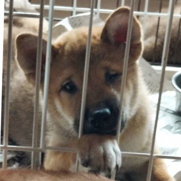 柴犬(標準サイズ)【茨城県・男の子・2024年6月6日・赤】の写真「父犬は完成犬、全国入賞犬です!」