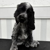 イングリッシュコッカースパニエル