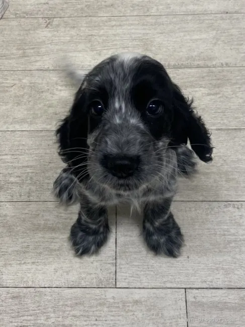 テレサ 様のお迎えした子犬