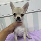 チワワ(スムース)【岡山県・男の子・2022年7月28日・フォーン&クリーム】の写真1「2022/11/01撮影」