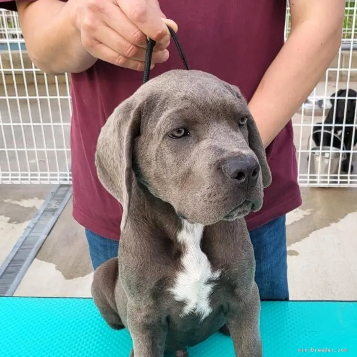 ID：2204-02392の子犬