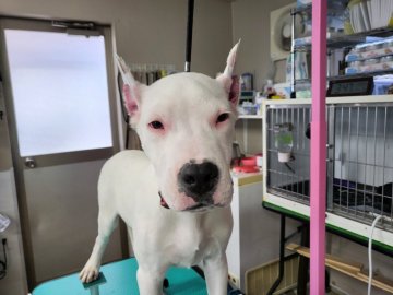 ドゴ・アルヘンティーノ【愛知県・女の子・2021年11月6日・ホワイト】の写真「希少犬種スーパードゴアルヘンティーノ③」