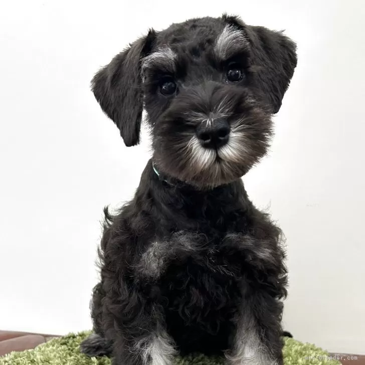 R.T 様のお迎えした子犬