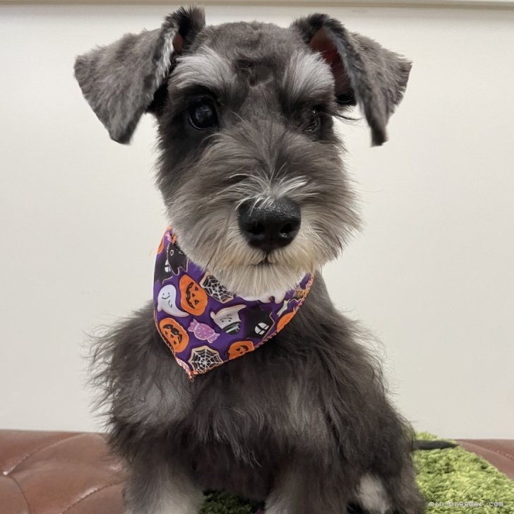 ブリーダー画像