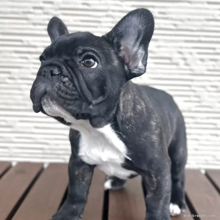 ID:2502-00762の子犬