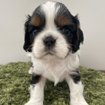 キャバリア【広島県・女の子・2025年10月13日・トライ】の写真「パパはインターCH直子の良血統」