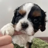 キャバリア【広島県・女の子・2025年10月13日・トライ】の写真1「ごはんを足に付けながら頑張って食べてます！」