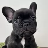 フレンチブルドッグ