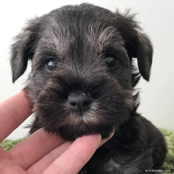 ID：2305-03873の子犬