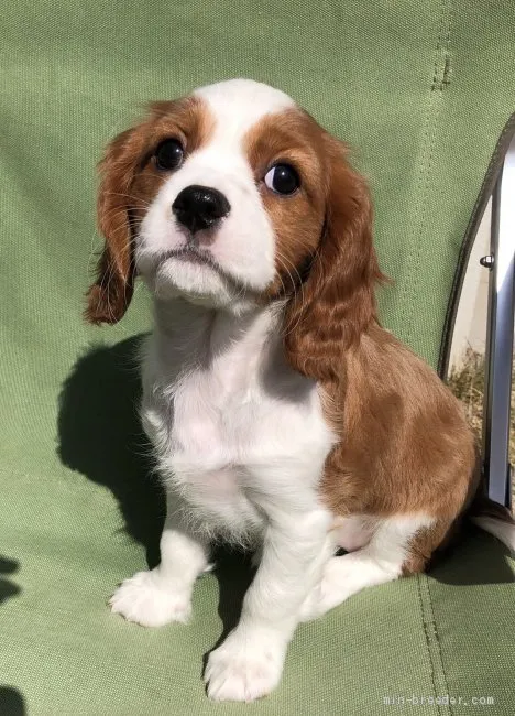 M.M 様のお迎えした子犬