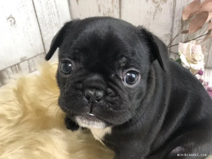 ID：2104-01210の子犬