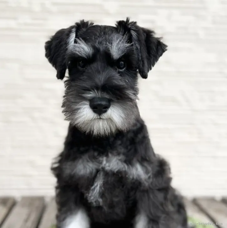 ミニチュアシュナウザー【広島県・男の子・2023年4月20日・ブラックアンドシルバー】の写真1「キリっとした男前さん✨」