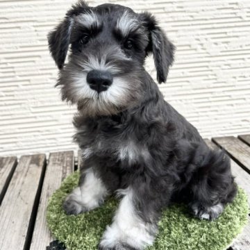 ミニチュアシュナウザー【広島県・男の子・2023年4月20日・ブラックアンドシルバー】の写真「お部屋事情のためお値下げ第七遺伝子欠乏症発症なし」