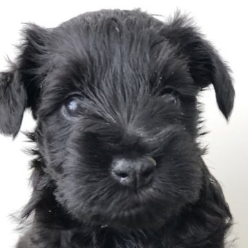 ミニチュアシュナウザー【広島県・女の子・2023年4月20日・ブラック】の写真「優しい長女❤️第七遺伝子欠乏症発症なし」