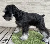 ミニチュアシュナウザー【広島県・男の子・2023年4月20日・ブラックアンドシルバー】の写真2「濃いめのブラックカラー」