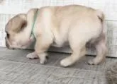 フレンチブルドッグ【広島県・男の子・2022年7月2日・クリーム】の写真3
