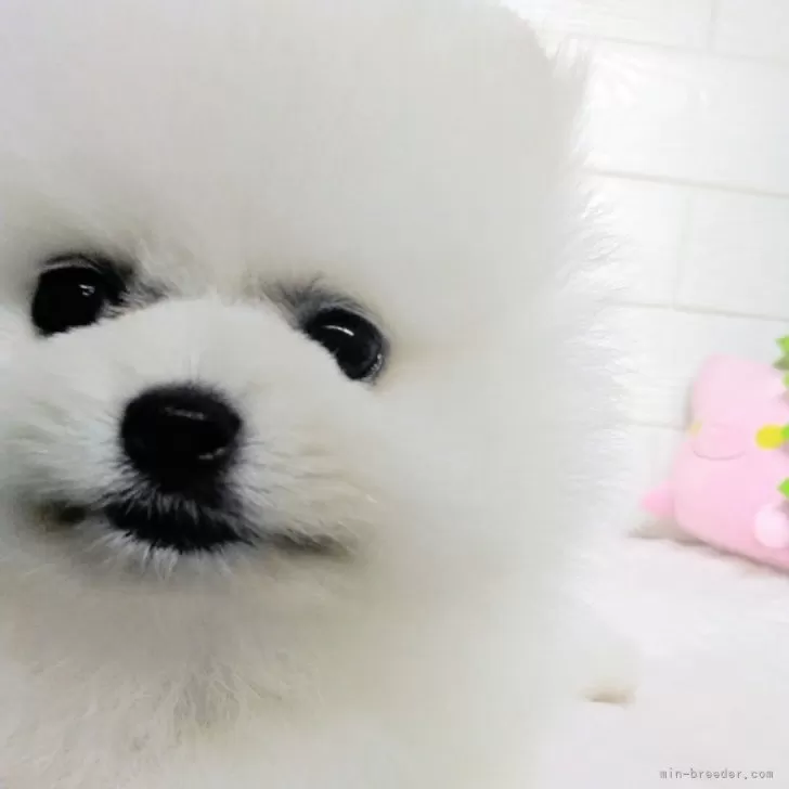 ID：2508-06672の子犬
