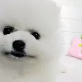 ポメラニアン