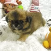 ペキチワ(チワワ×ペキニーズ)【北海道・女の子・2025年6月18日・フォーン】の写真1
