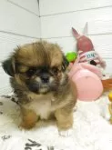 ペキチワ(チワワ×ペキニーズ)【北海道・女の子・2025年6月18日・フォーン】の写真4