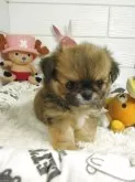 ペキチワ(チワワ×ペキニーズ)【北海道・女の子・2025年6月18日・フォーン】の写真5