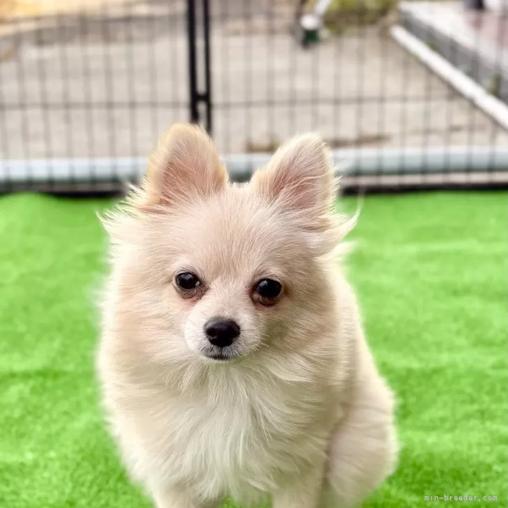 ポメラニアン【埼玉県・男の子・2025年4月8日・クリーム】の写真1