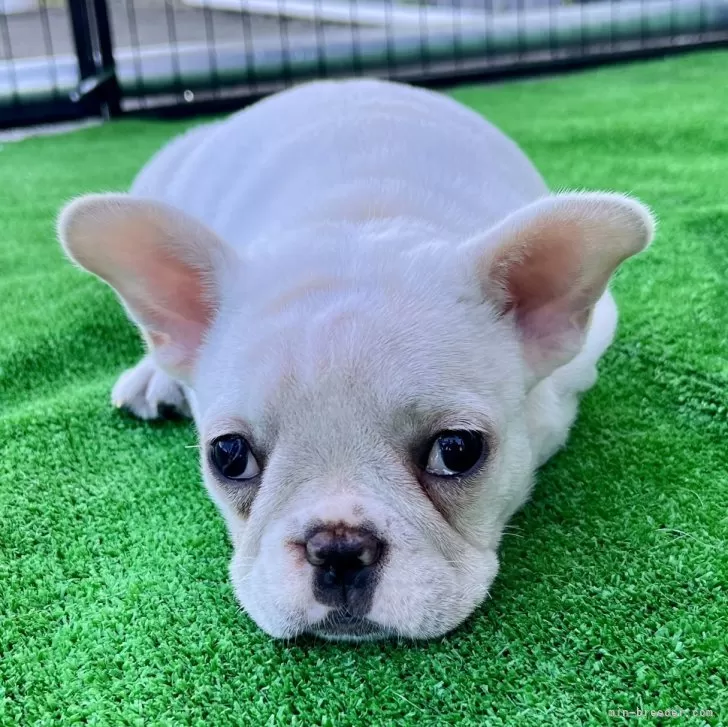 ID:2411-05663の子犬