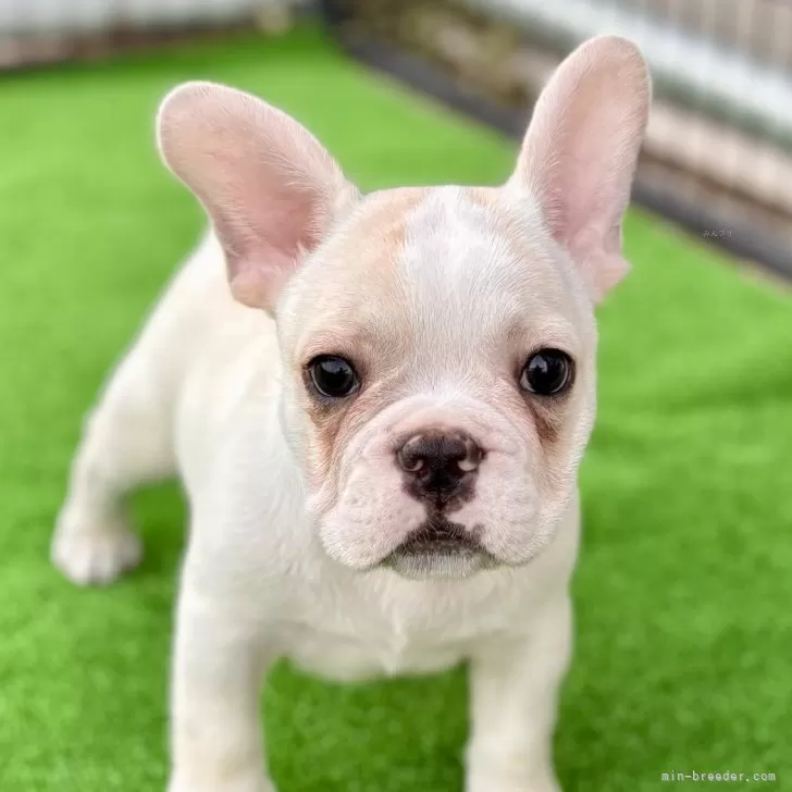 ID:2509-08469の子犬