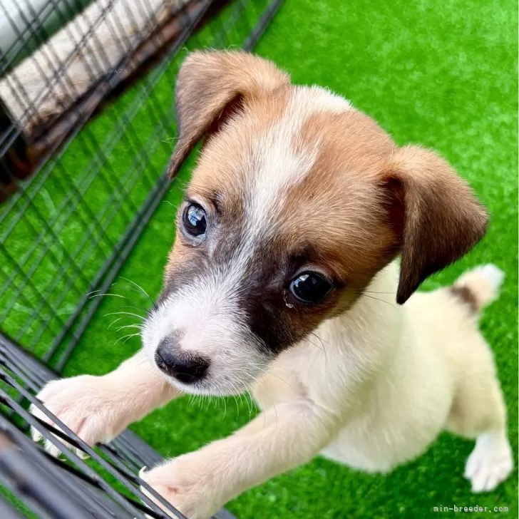 ジャックラッセルテリア【埼玉県・男の子・2025年8月23日・ホワイト&amp;タン】の写真1